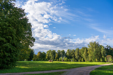 landscape with trees
