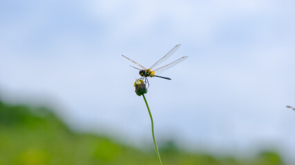The dragonfly life in nature
