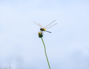 The dragonfly perched on grass