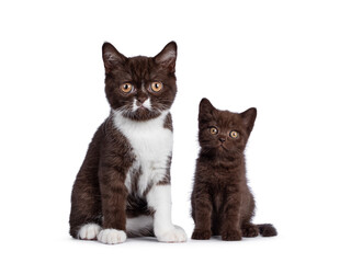 Cute brown and brown with white British Shorthair cat kittens, sitting beside each other. Looking towards camera. Isolated on a white background.