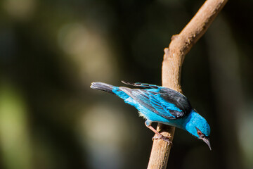 Obraz premium The Blue Dacnis (blue skirt; Dacnis cayana). Brazilian Atlantic Forest, Minas Gerais.
