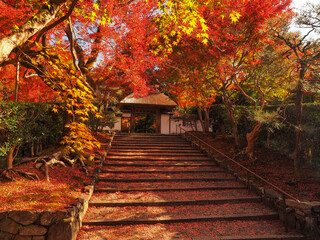 【京都】安楽寺の紅葉 散紅葉
