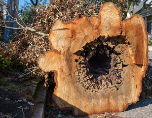 Large Tree Stump with Hollow Center