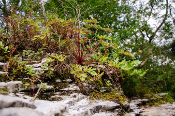 plants on the mountains