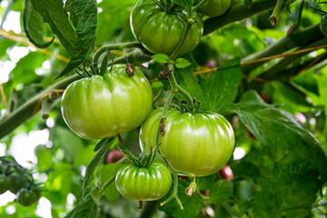 Ripe green tomatoes on branches in a greenhouse. Last harvest in autumn.