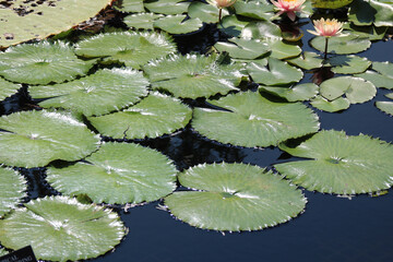 Beautiful view of water lilies in the pond