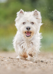 white terrier dog