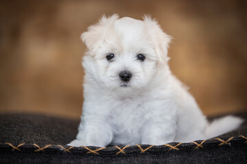 Coton de Tulear puppy