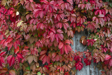 ivy leaves, close-up, texture, organic