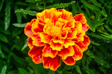 Marigold flower in the middle of green leaves in the garden.