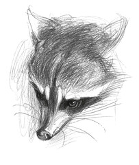 A sketch of a raccoon made in a graphics editor.  For poster, eco bag, fabric, sketchbook cover.