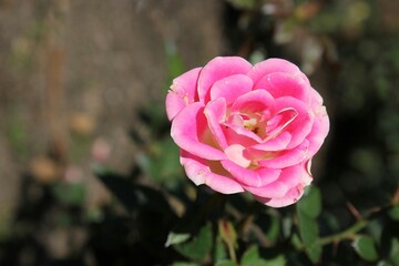 pink rose in garden