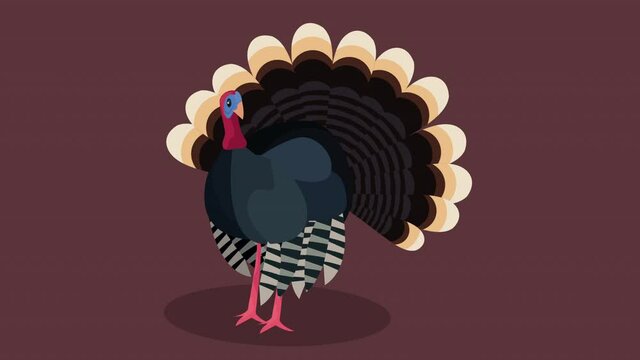 happy thanksgiving animation with turkey