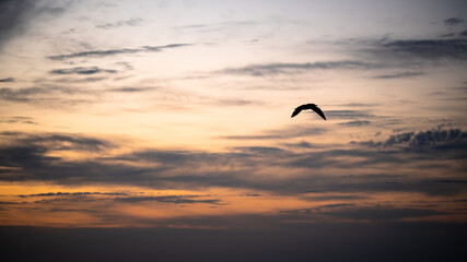 Bird with open wings on the sunset background. Seagull silhouette on dramatic sky