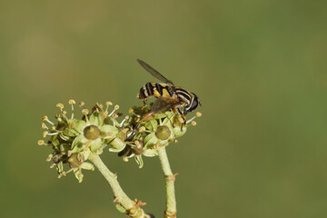 Close up hoverfly, Sun fly, Helophilus pendulus, family hoverflies (Syrphidae) on flowers of Ivy...