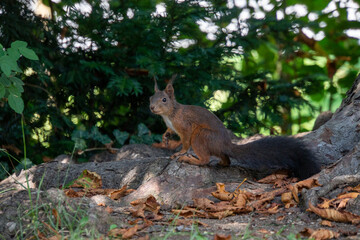 Eichhörnchen posiert für die Kamera in unterschiedlichen Positionen