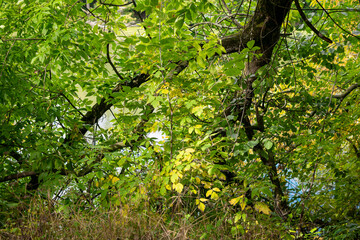 Fototapeta na wymiar Tree over water in early autumn.