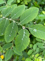 Beautiful large drop morning dew in nature, selective focus. Drops of clean transparent water on leaves. Sun glare in drop. Image in green tones. Spring summer natural background.