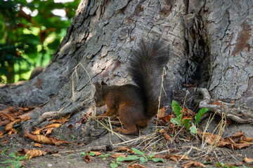 Eichhörnchen posiert für die Kamera in unterschiedlichen Positionen