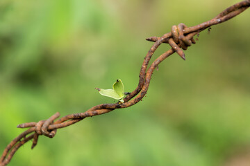 The seed of erva-de-passarinho (mistletoe, Struthanthus flexicaulis) germinating on a rusty barbed wire. From Brazilian Atlantic Forest, MG.	