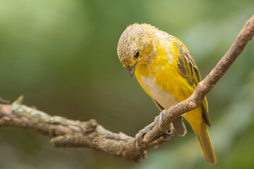 The Saffron Finch (Canário-da-terra-verdadeiro; Sicalis flaveola) in the morning sun. Brazilian...