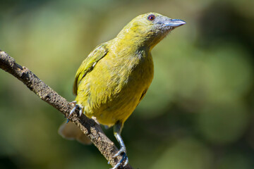 The Palm Tanager (Thraupis palmarum, here as Sanhaço-do-coqueiro). From Brazilian Atlantic Forest.