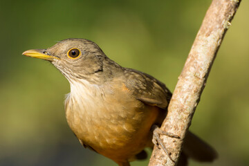 The Rufous-bellied Thrush, Turdus rufiventris (here sabiá-laranjeira). One of the birds symbol of Brazil. Minas Gerais interior.