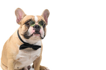 cute french bulldog wear glasses with black bow tie and look at camera isolated