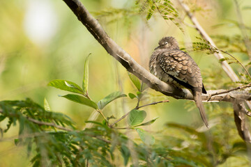 The Scaled Dove, Columbina squammata (here, Brazil, as fogo-apagou) sleeping during the day in the foliage. Brazilian Atlantic Forest, Minas Gerais, Brazil.