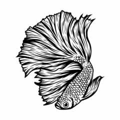 betta fish vector illustration