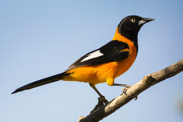 The Campo Troupial (Corrupião; Icterus jamacaii) under the morning sun in the interior of Brazil, Brazilian Atlantic Forest, Minas Gerais.