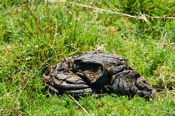 Cow pie or poop in the grass.