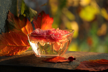 Pink rosebuds in glass on old window with fall leaves. Close-up on natural background of autumn...