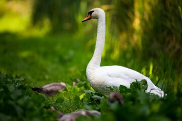 Adult swan guarding the cubs on the edge of the pond. Photo taken in good lighting conditions on a sunny day