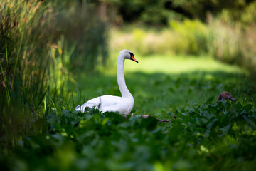 Adult swan guarding the cubs on the edge of the pond. Photo taken in good lighting conditions on a sunny day