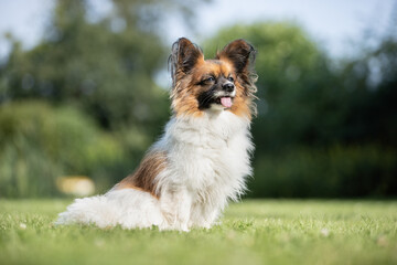 portrait of a dog