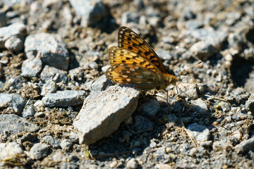 Butterfly Speyeria aglaja on the rock.