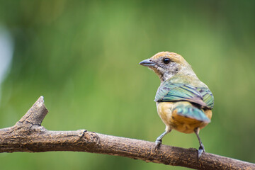 The Burnished-buff Tanager (saíra-amarela; Tangara cayana / Stilpnia cayana) in the morning sun. Brazilian Atlantic Forest, Minas Gerais.