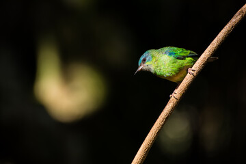 The female of the Blue Dacnis (blue skirt; Dacnis cayana). Brazilian Atlantic Forest, Minas Gerais.