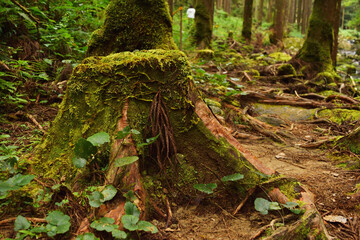 森の中にある切り株
