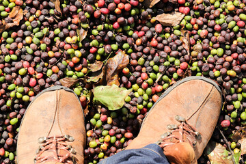 Arabica coffee being dried in the concrete patio on the border between the state of MG and ES,...