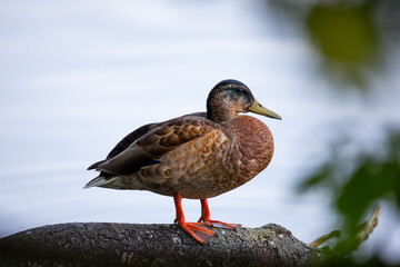 A female duck standing on the edge of the pond. Photo taken in good lighting conditions on a sunny day