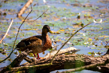 A female duck standing on the edge of the pond. Photo taken in good lighting conditions on a sunny day