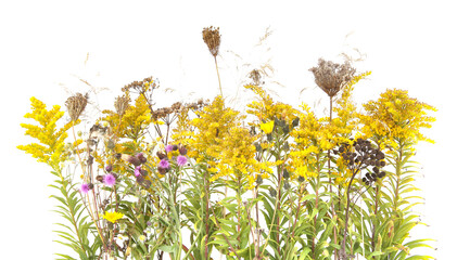Autumn meadow flowers Solidago canadensis and dry wild grass  isolated on white background. Border of meadow yellow flowers wildflowers and plants in autumn time.