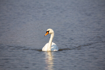 White swan swimming on the pond. Photo taken in good lighting conditions on a sunny day