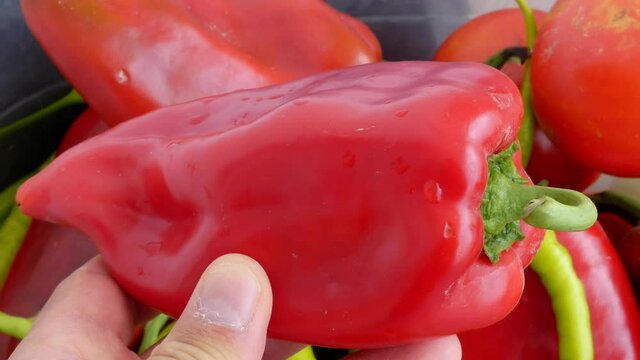 close-up capia pepper,red large pepper,sweet capia pepper for tomato paste,