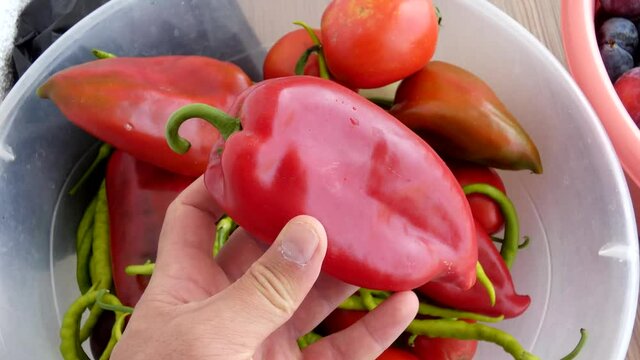 close-up capia pepper,red large pepper,sweet capia pepper for tomato paste,