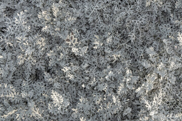 Natural floral pattern of plants Cineraria as abstract background. Top view flat lay composition close-up. 