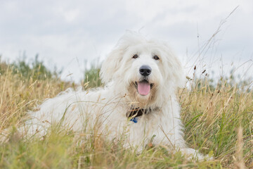 lovely dog in the wild
