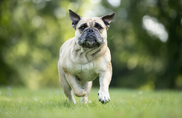 english bulldog